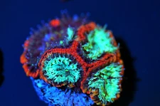Corals of Eden ~ WYSIWYG Live Coral Frag ~  Captain America Favia ~ LPS
