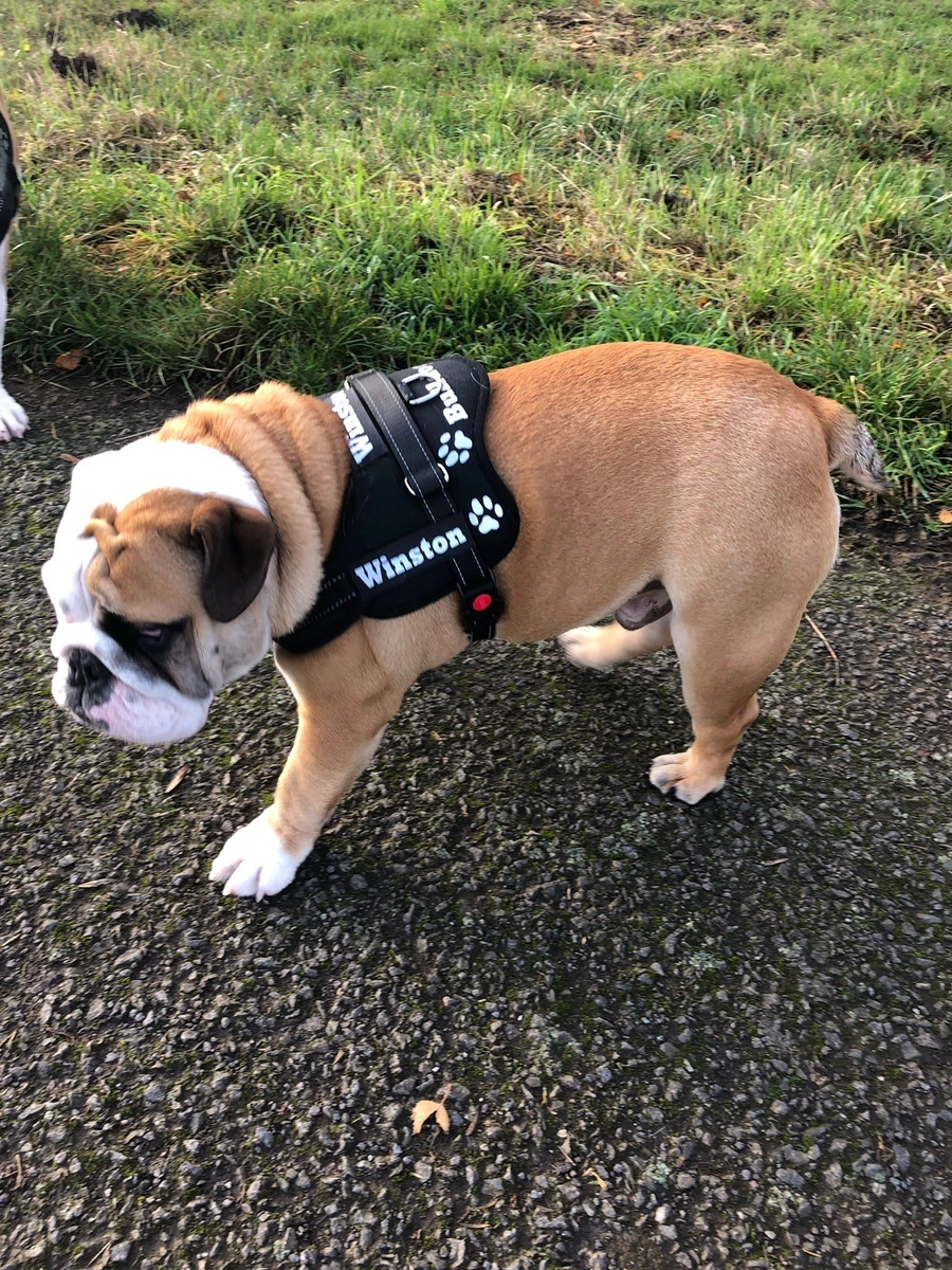 Julius k9 harness clearance personalised