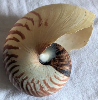 Große Nautilus Meeresmuschel Perlboot 12 cm lang - Schönes Muster