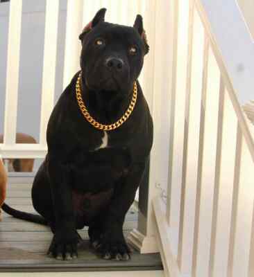 Goldfarbenes Halsband Für Katzen & Hunde – Kubanische Gliederkette, 25,4 Cm, Verstellbar Mit Knochenanhänger & Glöckchen