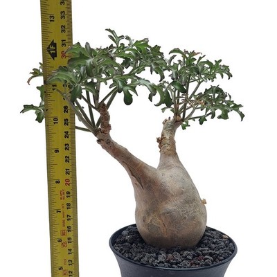 Cyphostemma betiforme (somalia) (F178) for sale by Little One Plant Nursery
