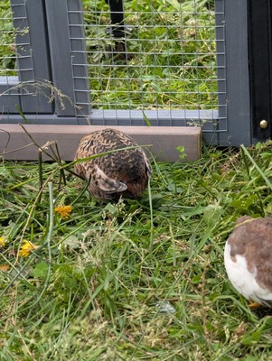 Male Button Quail  - Golden Red Breasted Pick Up Only