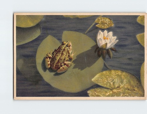 Postcard White Water Lily