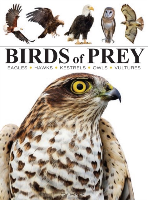 Birds of Prey by Tom Jackson (Paperback Book)