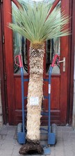 Yucca rostrata, 180cm / 120cm Stamm, Kein wurzelt! Bare rooted!