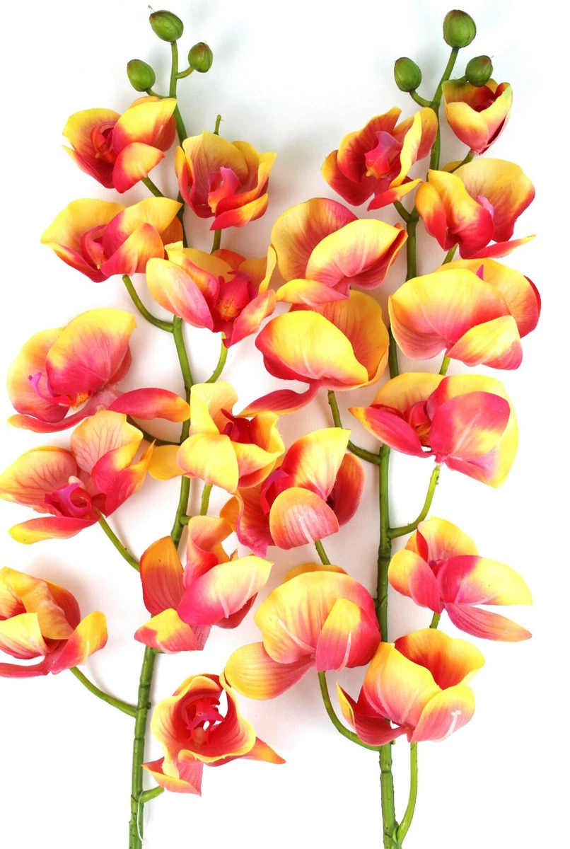 Orange orchid online