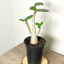 Medium Desert Rose, Adenium Obesum – 8cm Pot | Mini Caudex Bonsai Plant, 15-20cm