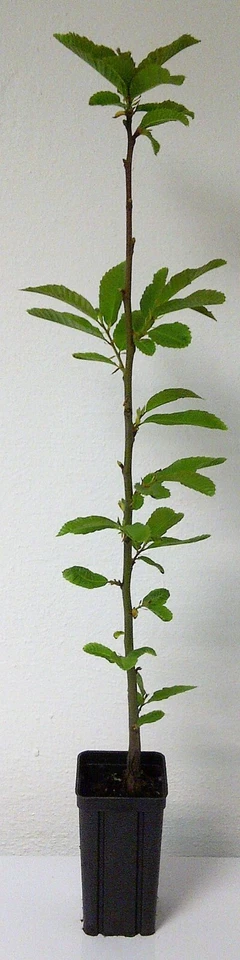 Edelkastanie Castanea sativa Pflanze 70-80cm Esskastanie Maronen Maroni Kastanie - Bild 2 von 2