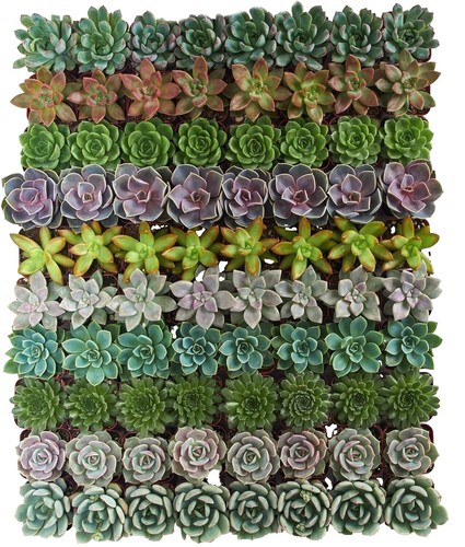 Shading Anti-UV Sunshade Net Greenhouse Garden Succulent Plants Cover  Netting | eBay