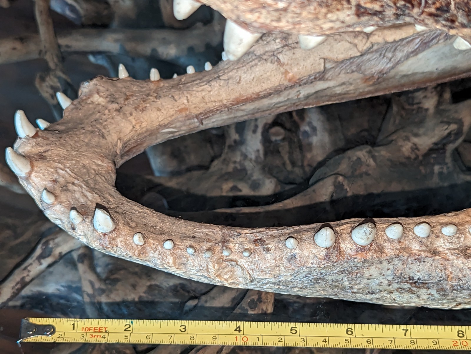 Taxidermy Alligator Gator Head Mount  Hunting Cabin Decor Lodge 16 Inches Long