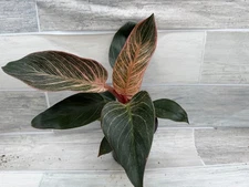 Philodendron Pink Birkin – Rare Variegated Houseplant – 4” Pot – Easy Care
