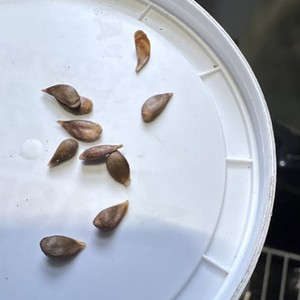 Red cherry apple Plant Seeds Planting Seeds