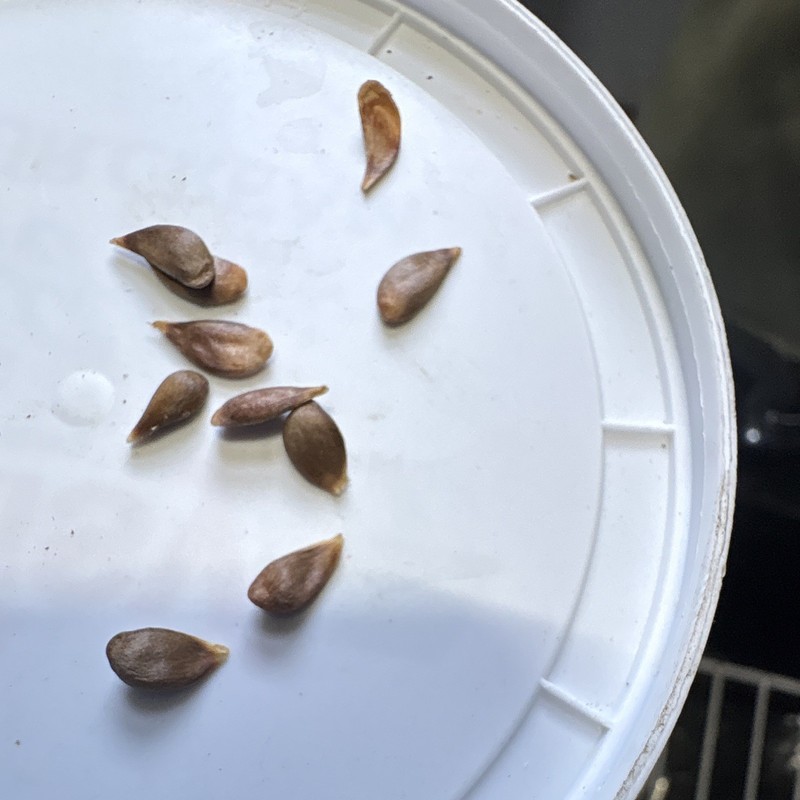 Red cherry apple Plant Seeds Planting Seeds
