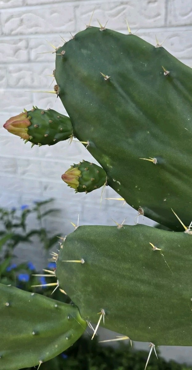 1 EXTRA LARGE Opuntia Desert Ace Cactus Live Plant Cutting Cactus Fruit  Tuna | eBay