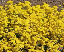 1000 Basket of Gold Alyssum Flower Seeds Aurinia Saxatilis