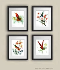 Hummingbird Art Prints Set of 4 Unframed Birds Living room wall decor