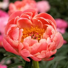 Easy to Grow Peony Coral Charm Plant Root Division, Spring Blooms Zones 3-8