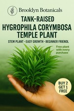 BUY 2 GET 1 FREE Hygrophila "Purple" Easy Aquarium Plant Beginner Free Shipping