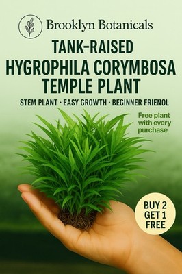 BUY 2 GET 1 FREE Hygrophila ''Purple'' Easy Aquarium Plant Beginner Free Shipping