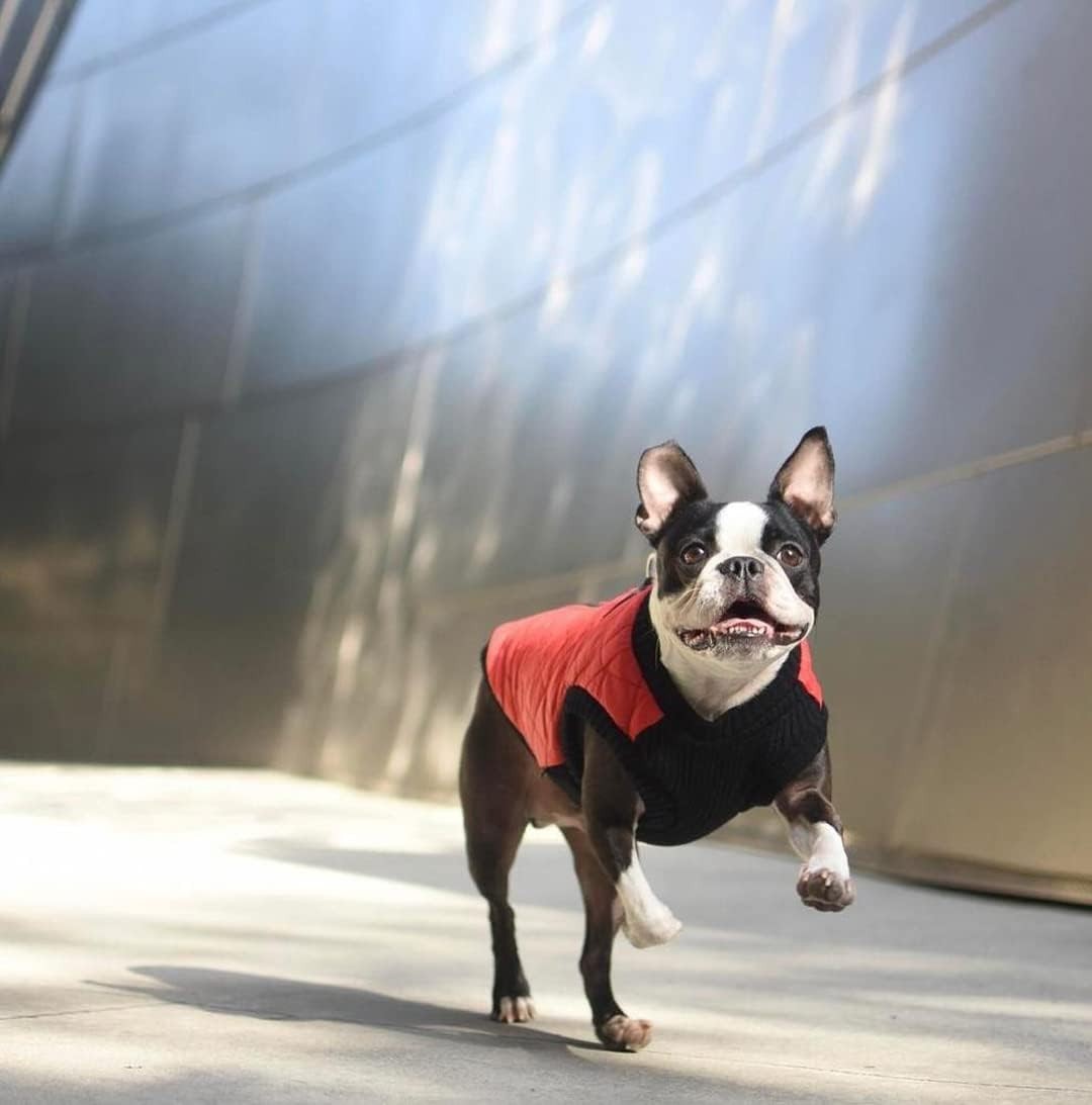 Gooby Fashion Vest Dog Jacket - Warm Zip Up Bomber