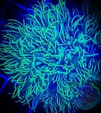 SAF~1 Inch Green Star Polyp Coral Frag “WYSIWYG” GSP, Soft Corals, reef, Live