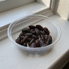 Small Orange Head Roaches - 200 Count  Eublaberus posticus Live Feeders