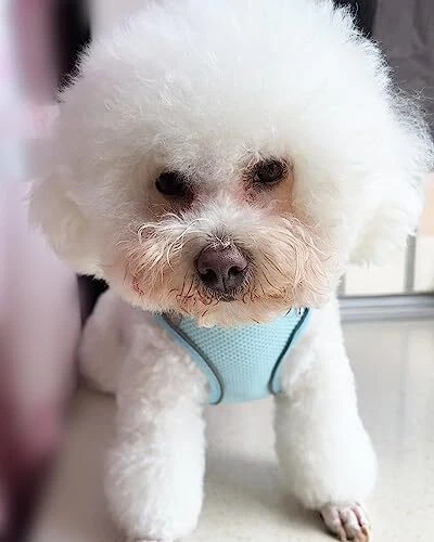 Dog Harness formall Medium Large Dogs No Pull, Puppy Harness and S Bule Dog Harness formall Medium Large Dogs No Pull, Puppy Harness and S Bule