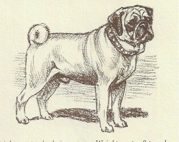 Pug - CUSTOM MATTED - 1954 Vintage Dog Art Print - Megargee