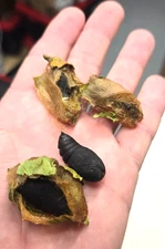 Io moth (Saturniidae, Automeris io) Live Pupa or  Cocoon