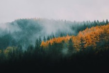 Landscape trees pine fall mist forest Custom Gaming Mat Desk