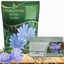 1 LB Blue Chicory Seeds For Planting  Cichorium Intybus Wild Flower Seed