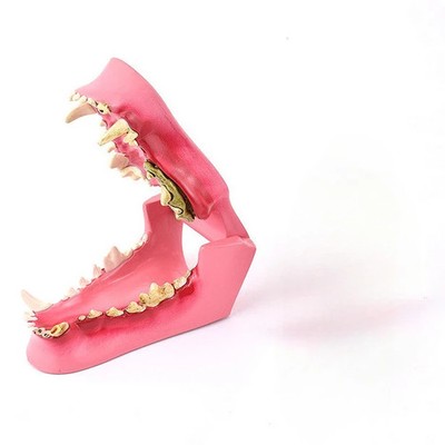 Canine Dog Jaw Anatomical Model Anatomy Veterinary Professional Dental Animal 