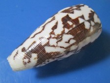 CONUS  STRIATUS 52.5 mm F+++ thin lip NICE DARK P ATTERN wow!!!