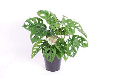 plant fatsia Fatsia japonica variegated 'Camouflage'