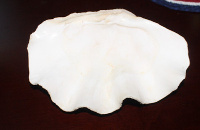 Ocean Giant Clam Shell Real Natural Tridacna Gigas  12 X 8.5 X 4