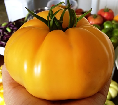 #ad #ad 150 Heirloom Dr. Wyche’s Yellow Beefsteak Tomato Seeds 1LB Sweet amp; Low Acid $2.99