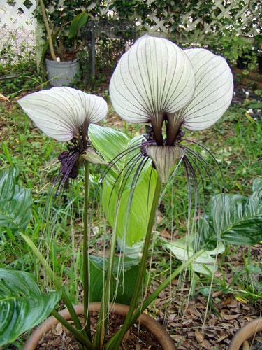 Tacca chantrieri White Bat Plant 50 Seeds