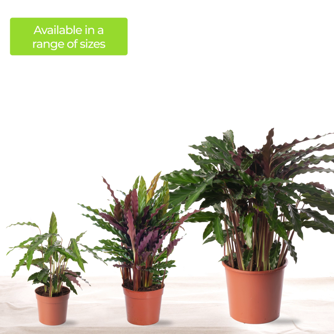 Calathea Elgergrass Large Indoor House Plant Real Tall Tropical Evergreen  Plants | eBay UK