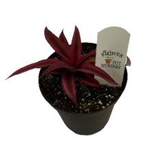 FlowerPotNursery Earth Star Bromeliad Red Cryptanthus bivittatus 4" Pot