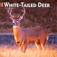 White Tailed Deer | 2026 12x24" (Hanging) Square Wall Calendar | Plastic-Free