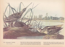 Audubon 1942 Vintage Birds #243 "Wilson's Snipe" Full Color Art Plate Lithograph
