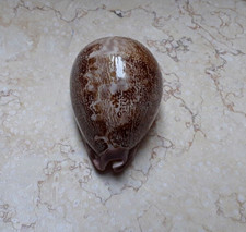 F Cypraea mappa rosea HUGE red sea shell 83.3mm F++++F+++ WOW great pattern rare