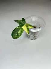 Philodendron Pedatum Variegated - Rare Tropical Houseplant