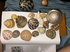 Variety Of Rare, Beautiful Seashells. Let Me Know What One You’re Interested In.