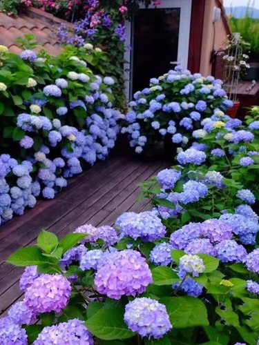 Hydrangea Seeds Flower Seeds Outdoor Sowing for all Seasons About 20pcs^ - Picture 11 of 12