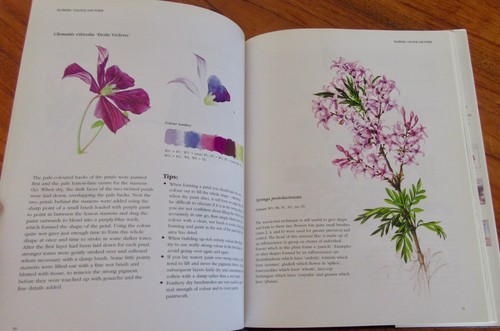 BOTANICAL ILLUSTRATIONS ~ Siriol Sherlock Painting Watercolours HbDj in MELB - Picture 15 of 24
