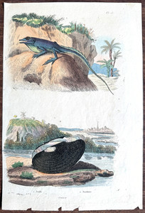 Guerin-Meneville 1833 #25 HC Engraving GREEN ANOLIS Anole / Duck Mussel Anodonta