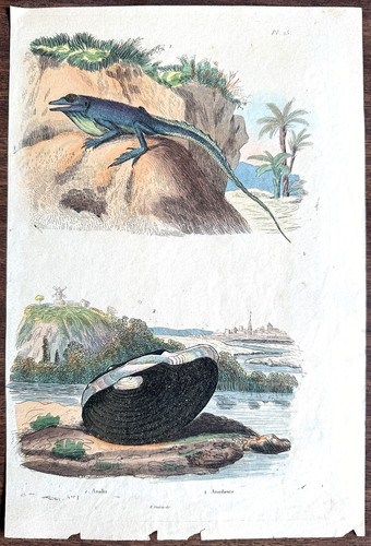 Guerin-Meneville 1833 #25 HC Engraving GREEN ANOLIS Anole / Duck Mussel Anodonta