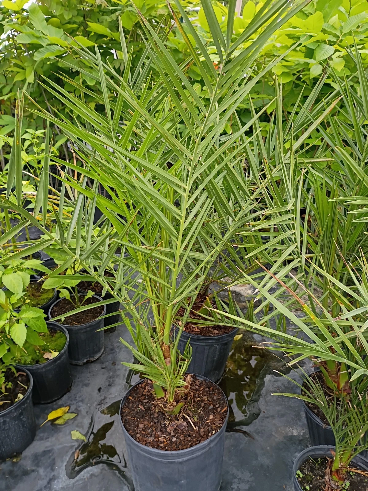 Date Palm in 2 Gallon Pot
Opens in a new window or tab