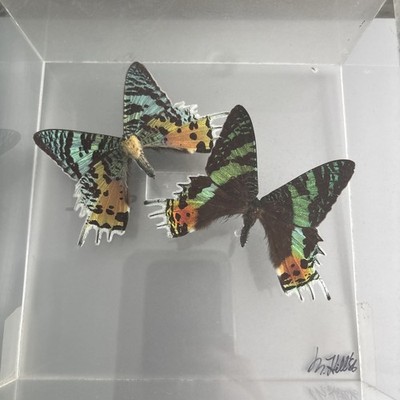 2 X MADAGASCAN SUNSET MOTH MULTI COLOURED CHRYSIRIDIA RHIPHEUS IN CASE DMG READ